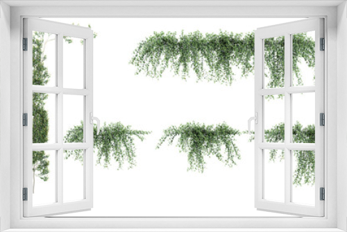 Fototapeta Naklejka Na Ścianę Okno 3D - Collection of Rosemarinus officinalis prostrate, Creeping resemary  on isolated transparent background