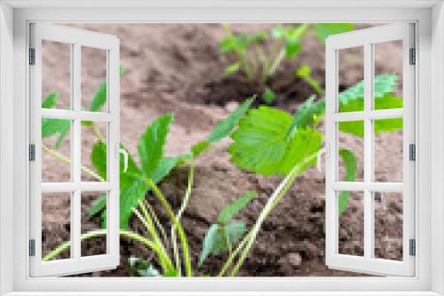 Fototapeta Naklejka Na Ścianę Okno 3D - Strawberry seedlings are planted in the garden in the spring, garden tools are a scoop and a rake. Eco-friendly berry grown by a farmer in the summer in the village, harvest