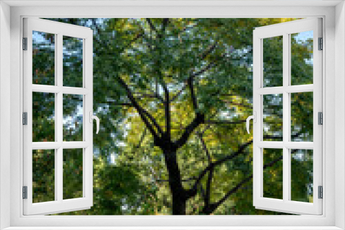 Fototapeta Naklejka Na Ścianę Okno 3D - trees in the park