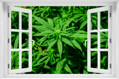 Fototapeta Naklejka Na Ścianę Okno 3D - Cannabis leaf,marijuana plant closeup in foreground, cannabis, plantation, therapeutic, medicinal
