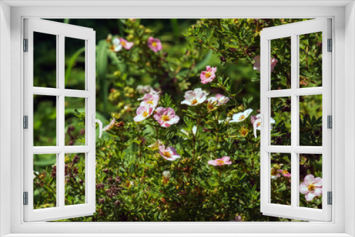 Fototapeta Naklejka Na Ścianę Okno 3D - Blooming cultivar shrubby cinquefoil Dasiphora fruticosa or Princess in garden