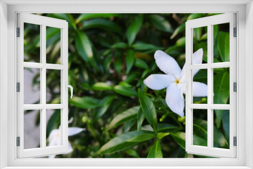 Fototapeta Naklejka Na Ścianę Okno 3D - A beautiful white jasmine, selective focus on flower and blur green leaves background.