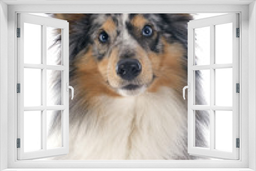 Fototapeta Naklejka Na Ścianę Okno 3D - shetland dog