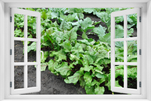 Fototapeta Naklejka Na Ścianę Okno 3D - vegetable garden