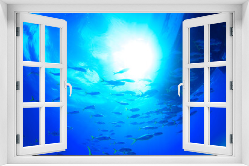 Fototapeta Naklejka Na Ścianę Okno 3D - underwater world in the sea
