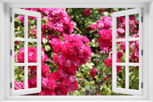 Fototapeta Naklejka Na Ścianę Okno 3D - Beautiful pink rose bush blooming in the garden. Closeup photo of pink petals. Summer day in rose garden. 