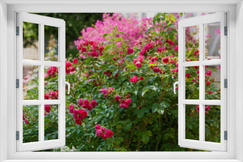 Fototapeta Naklejka Na Ścianę Okno 3D -  Beautiful roses bush in garden