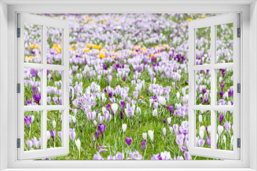 Fototapeta Naklejka Na Ścianę Okno 3D - Crocus blooming in the meadow.