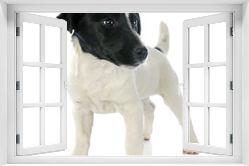 Fototapeta Naklejka Na Ścianę Okno 3D - puppy jack russel terrier