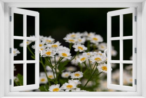 Fototapeta Naklejka Na Ścianę Okno 3D - white flowers of Pyrethrum Tanacetum cinerariifolium 