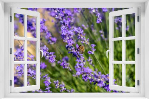 Fototapeta Naklejka Na Ścianę Okno 3D - Lavender flowers on blooming field with little bee