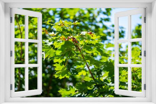 Fototapeta Naklejka Na Ścianę Okno 3D - Platanus acerifolia, Allergens Plants. Close up photo. Sunny day.