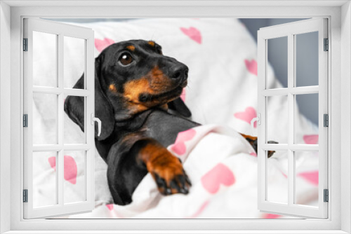 Fototapeta Naklejka Na Ścianę Okno 3D - Exhausted dachshund lies on pillow in bed covered with warm blanket. Domestic dog with tired expression wants to take quick nap at home