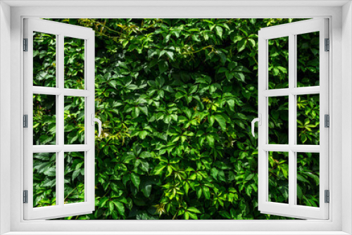 Fototapeta Naklejka Na Ścianę Okno 3D - Dense green hedge of wild grapes. Background Space for text.
