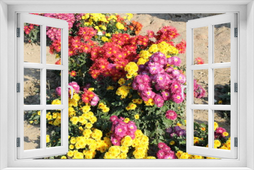 Fototapeta Naklejka Na Ścianę Okno 3D - chrysanthemums