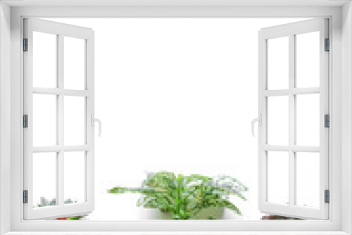 Fototapeta Naklejka Na Ścianę Okno 3D - Garden,gardening home. Girl replanting green pasture in home garden.agriculture,indoor garden,room with plants banner Potted green plants at home, home jungle,Garden room gardening, Plant room