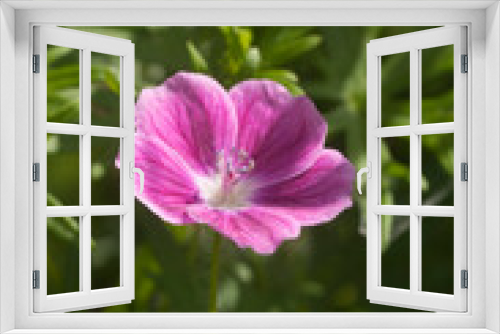 Fototapeta Naklejka Na Ścianę Okno 3D - Garden hybrid geranium flowers, macro shot