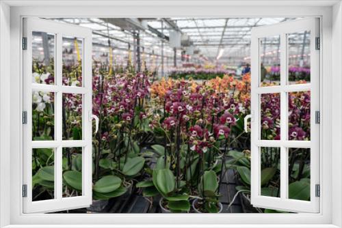 Fototapeta Naklejka Na Ścianę Okno 3D - Cultivation of colorful tropical flowering plants orchid family Orchidaceae in Dutch greenhouse with UV IR Grow Light for trade and worldwide export