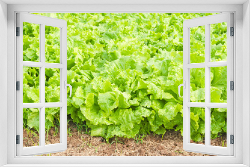 Fototapeta Naklejka Na Ścianę Okno 3D - fresh green lettuce on vegetable plot.