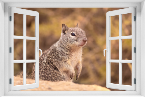 Fototapeta Naklejka Na Ścianę Okno 3D - Desert portrait, a California Ground Squirrel (Otospermophilus beecheyi). Small rodent poised in a in the dry dirt and sand, arid desert landscape is warm and sunlit 