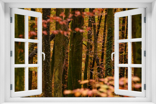 Fototapeta Naklejka Na Ścianę Okno 3D - autumn forest in autumn
