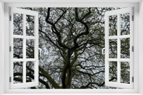 Fototapeta Naklejka Na Ścianę Okno 3D - Beautiful tree growing outdoors, low angle view