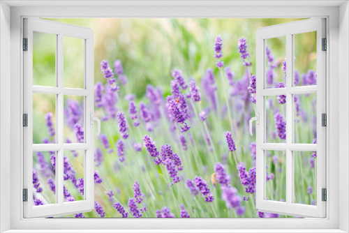 Fototapeta Naklejka Na Ścianę Okno 3D - lavender bloom in summer close-up.