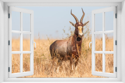 Fototapeta Naklejka Na Ścianę Okno 3D - Blesbok in the bushveld