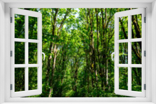 Fototapeta Naklejka Na Ścianę Okno 3D - Adventure in a summer forest, hiking trail through deciduous woodland
