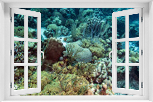 Fototapeta Naklejka Na Ścianę Okno 3D - Underwater coral reef