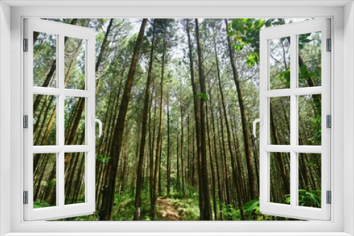 Fototapeta Naklejka Na Ścianę Okno 3D - Indonesian Pine Tree Scenery on Sunny Day