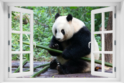 Fototapeta Naklejka Na Ścianę Okno 3D - Cute Fluffy Giant Panda , Bei Chuan , in Chengdu Panda Base, China