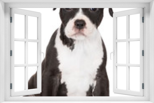 Fototapeta Naklejka Na Ścianę Okno 3D - scared little puppy