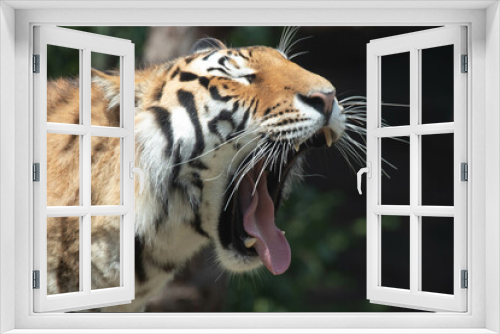 Fototapeta Naklejka Na Ścianę Okno 3D - Happy Amur Tiger relaxing on the beam