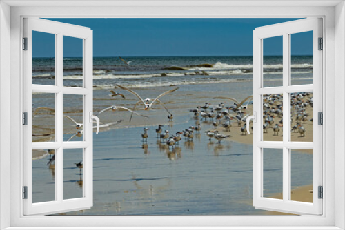 Fototapeta Naklejka Na Ścianę Okno 3D - birds at a beach at Anastasia island in Florida