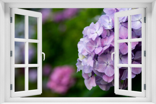 Fototapeta Naklejka Na Ścianę Okno 3D - 飛鳥山公園の紫陽花の花