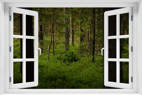 Fototapeta Naklejka Na Ścianę Okno 3D - Enchanting Evergreen Symphony: Lush Summer Forest with Fir, Spruce, and Pine Trees in Northern Europe
