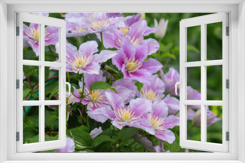 Fototapeta Naklejka Na Ścianę Okno 3D - Clematis Hybrid Hagley. Flowers of perennial clematis vines in the garden. Beautiful clematis flowers near the house. Clematis climb into the garden near the house