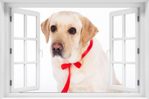 Fototapeta Naklejka Na Ścianę Okno 3D - Lovely labrador dog with red ribbon