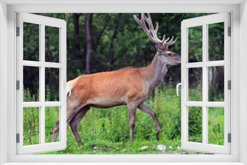 Fototapeta Naklejka Na Ścianę Okno 3D - Moral red deer in the woods