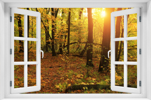 Fototapeta Naklejka Na Ścianę Okno 3D - Autumn forest nature. Vivid morning in colorful forest with sun rays through branches of trees. Scenery of nature with sunlight.