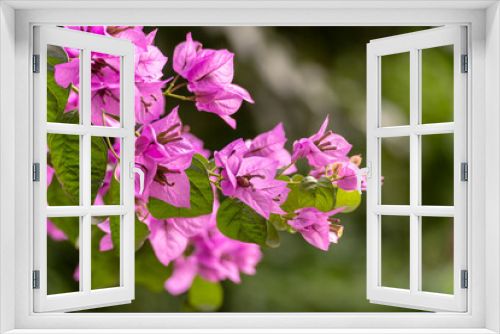 Fototapeta Naklejka Na Ścianę Okno 3D - bougainvillea flower on the tree