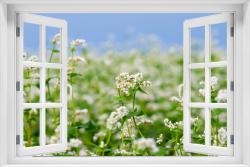 Fototapeta Naklejka Na Ścianę Okno 3D - flowering buckwheat field in summer