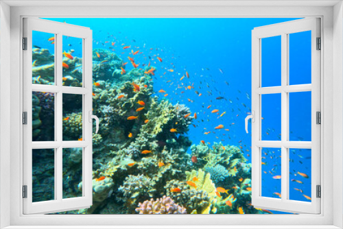 Fototapeta Naklejka Na Ścianę Okno 3D - Underwater Tropical Corals Reef with colorful sea fish. Marine life sea world. Tropical colourful underwater seascape.
