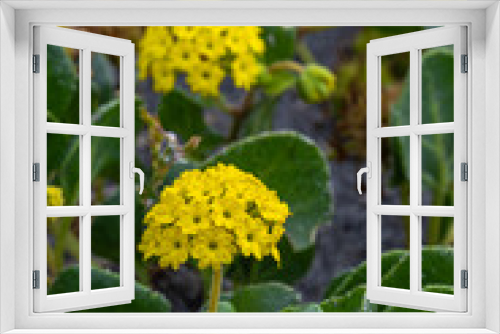 Fototapeta Naklejka Na Ścianę Okno 3D - Flowers of Coastal or Yellow Sand-verbena (Abronia latifolia)