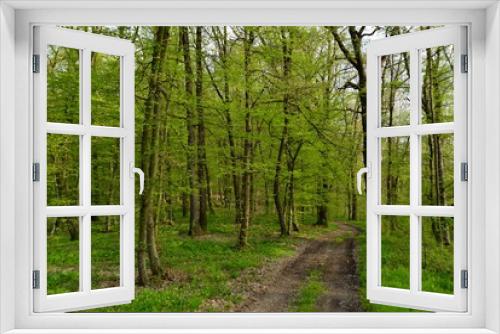 Fototapeta Naklejka Na Ścianę Okno 3D - Beech forest path in the early spring days