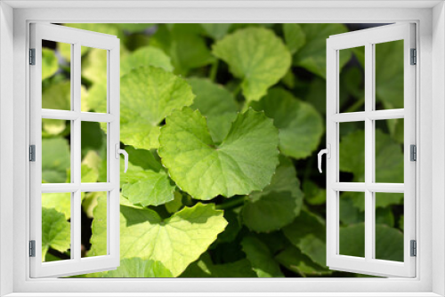 Fototapeta Naklejka Na Ścianę Okno 3D - Gotu Kola plant growing in a pot