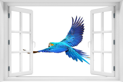 Fototapeta Naklejka Na Ścianę Okno 3D - Gracefully flying parrot isolated on transparent background png file