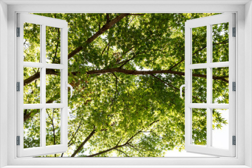 Fototapeta Naklejka Na Ścianę Okno 3D - 強い日差しを浴びるモミジの大木