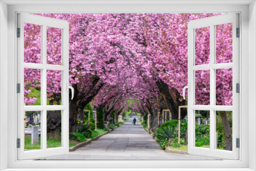 Fototapeta Naklejka Na Ścianę Okno 3D - Road with blooming trees in spring